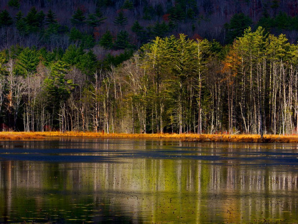 Whispers of Autumn – Serene Forest Reflection Photography Wall Art | LAM Images