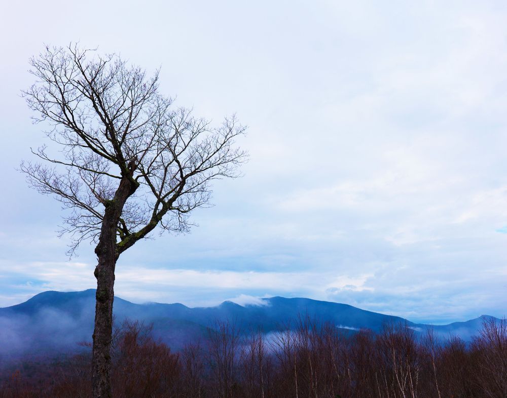 Whispers of Autumn – Serene Tree and Mountain Landscape Fine Art Photography Print