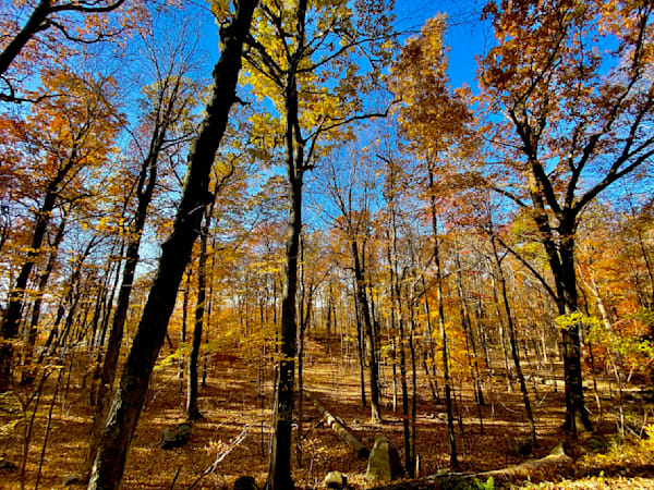 Mountain and Forest Walks