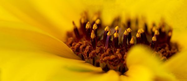 Macro