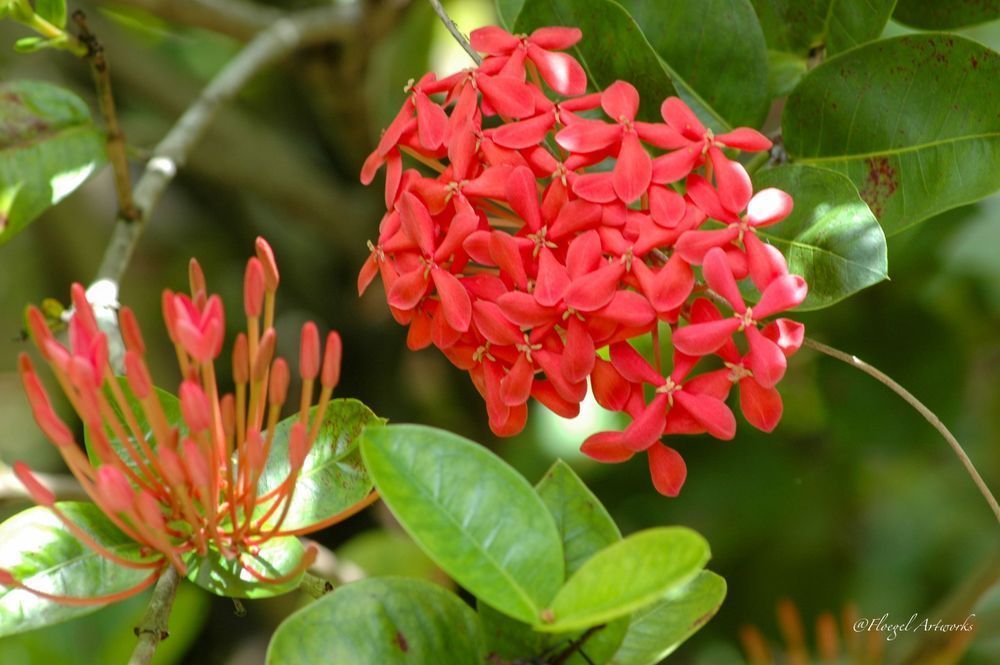 Red Bahamas Bloom Photography Art | Floegel Artworks
