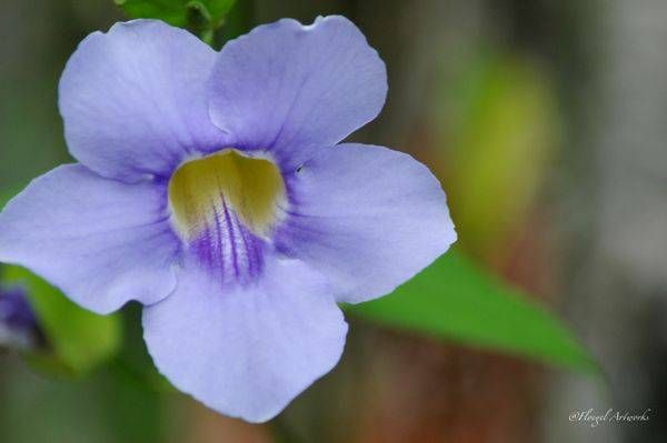 Bahama Purple Photography Art | Floegel Artworks