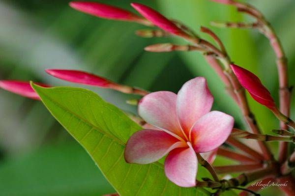 Bahama Light Pink Flowers Photography Art | Floegel Artworks