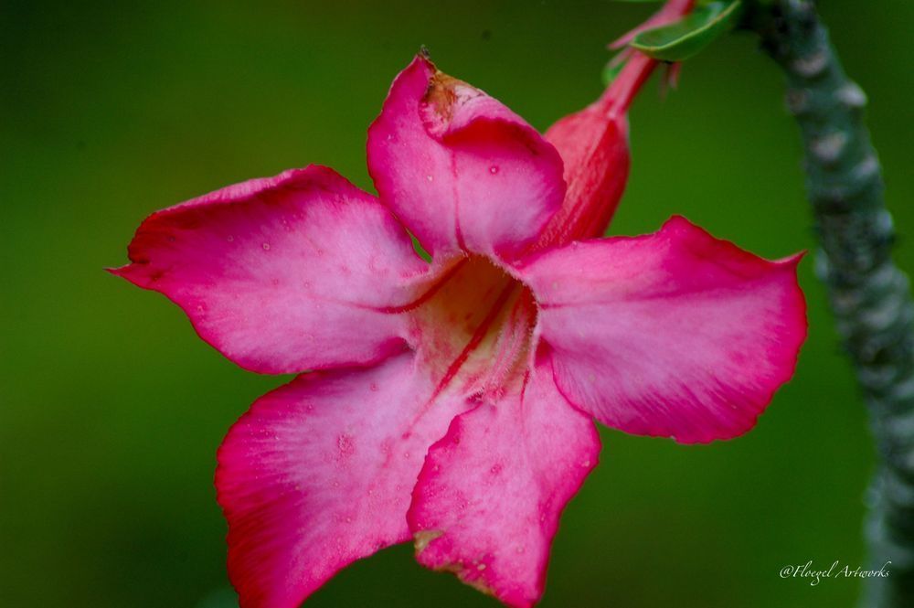 Bahama Dark Pink Flower Photography Art | Floegel Artworks