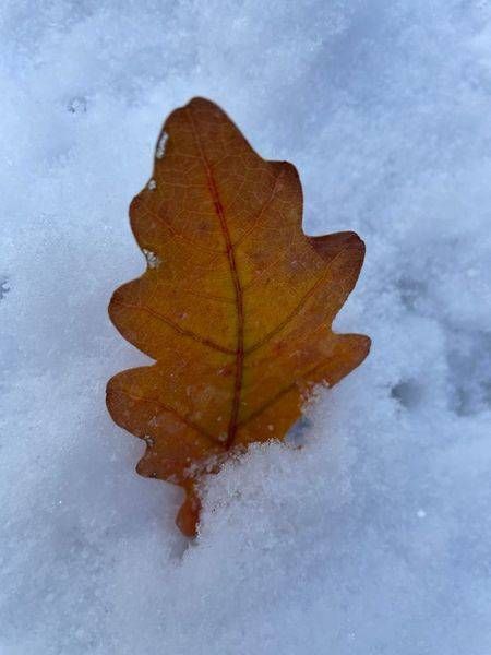 Standing Oak Leaf Photography Art | Floegel Artworks