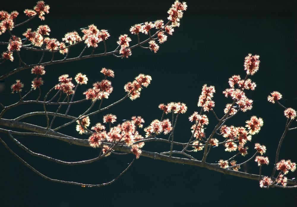 Sun Kissed Flowers Photography Art | Floegel Artworks