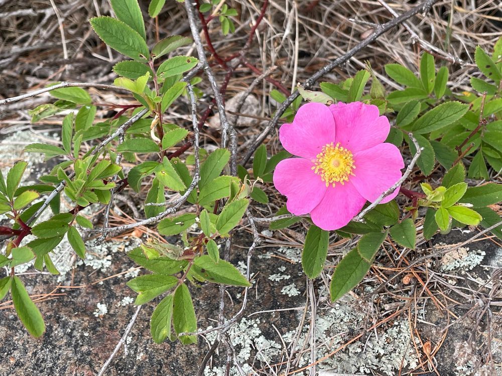 Wild Rose On Rock Photography Art | Floegel Artworks