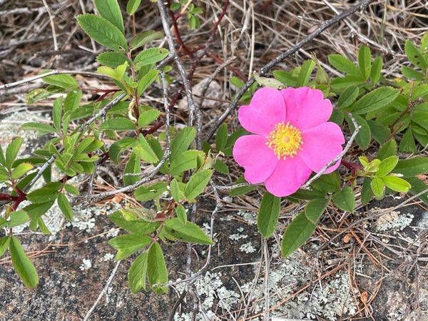 Wild Rose On Rock Photography Art | Floegel Artworks