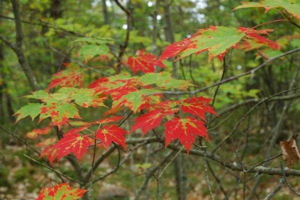 Red On Green Leaves Photography Art | Floegel Artworks