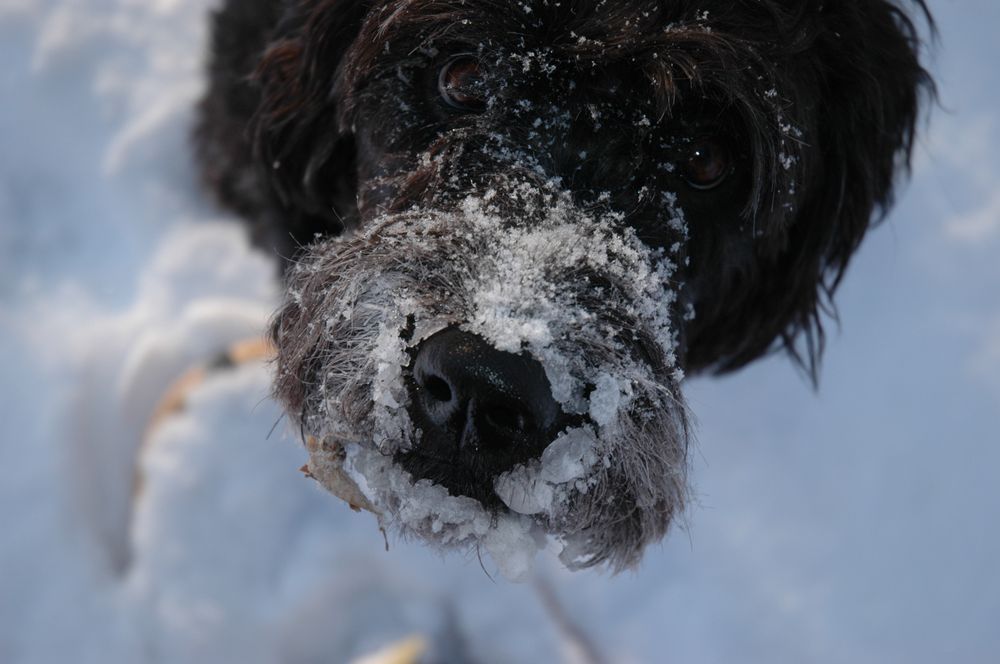 Snowdog Photography Art | Floegel Artworks