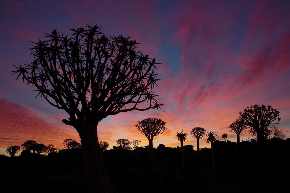 Quiver Tree Fiery Sunset