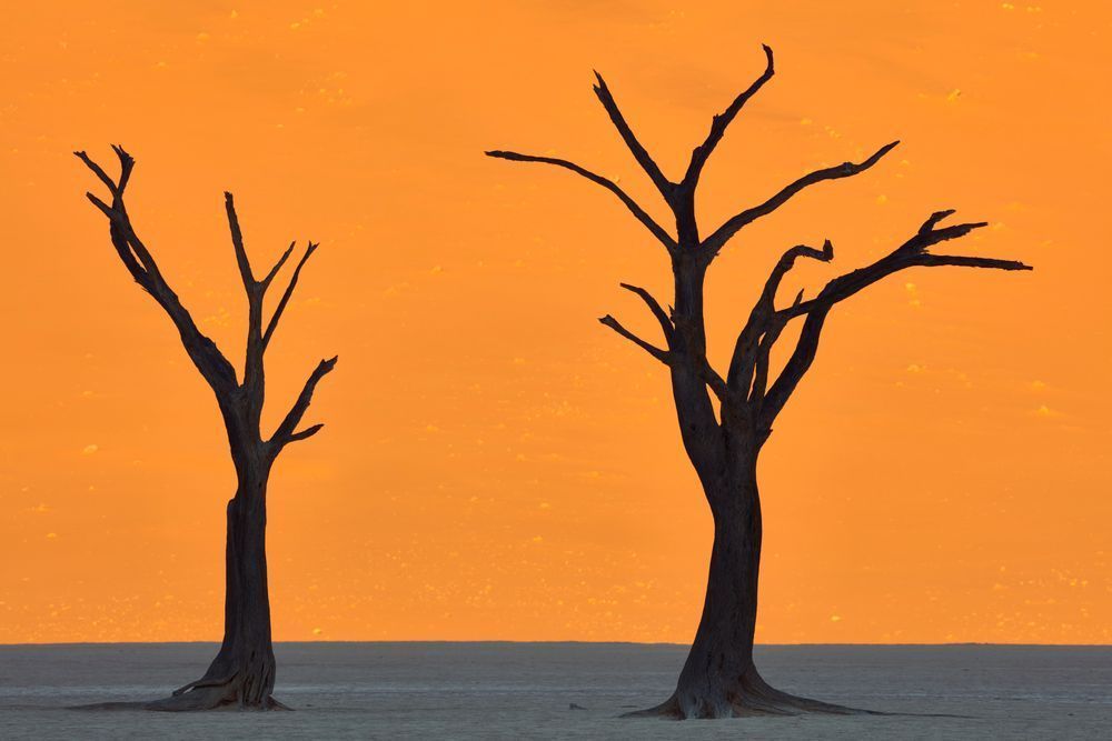 Deadvlei Camelthorn Tree Silhouettes