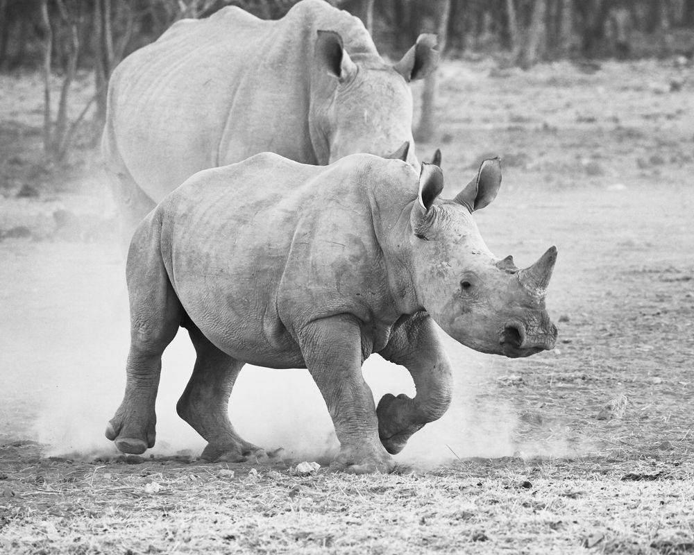 Feisty Rhino
