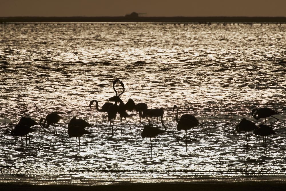 Flamingoes in a courtship dance at sunset in Walvis Bay