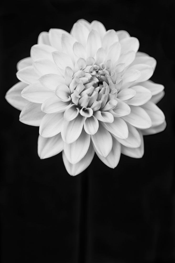 Dahlia