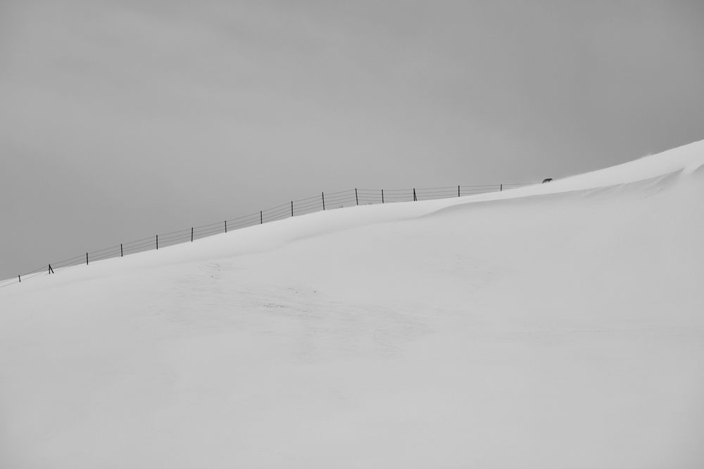 Fox with Fence on Hill