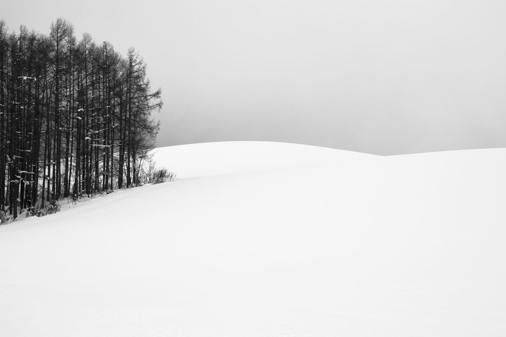 Copse with Rolling Hills