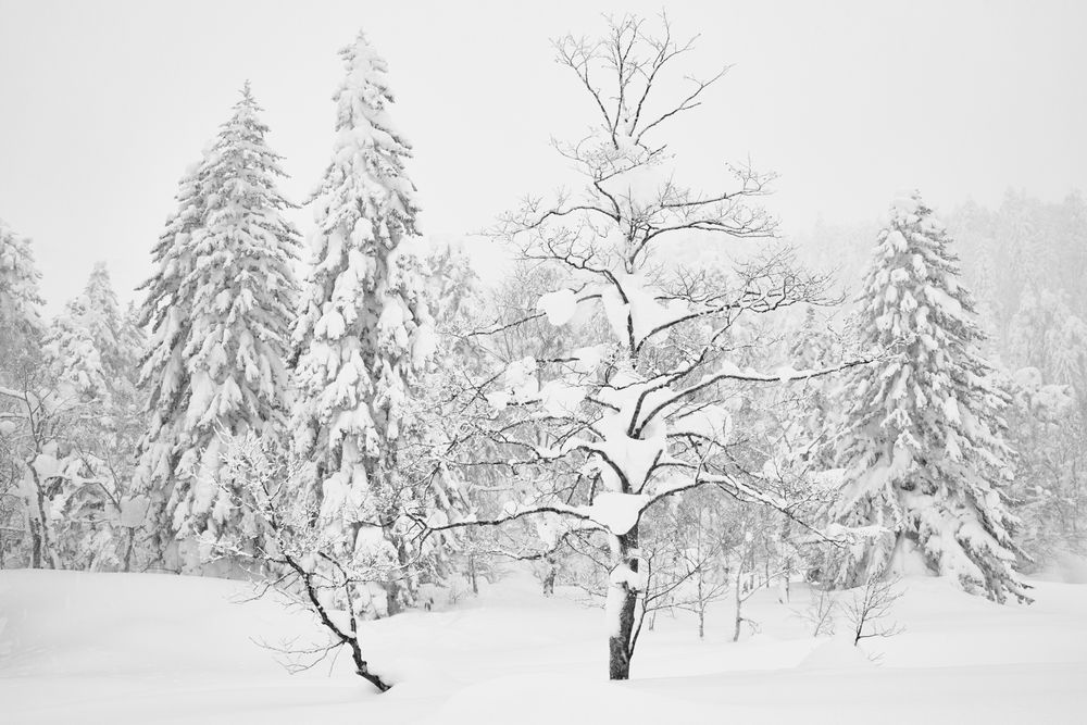 Mount Asahi Big and Small Trees