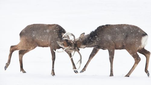 Mdawmdawmdawmdaw7qgraepd6cacehr zcfbfywxu2fyveayeunrgwctqqqltnerwweter6yomfiojy24adow ljj7f22f2vd2s3k0fn 38ezqodftc2xeuhdjufahdziomokxodj3hs jg da6ji5eudq olwagpj5emn5pvk2trtz6c1ydyxliujwjtnq3jpti06k9vvgoqybdg9j7wffqhwhiouh4fed7z31rmvr9l onta8u4q ibbhy 8fouj2ekcyrnye gra3z4wvw8bvwwhrtn4ah9qhvl4ryu8m9gc goseswzfnnj 8ehswgcnbtud rh5m41w2npo5w