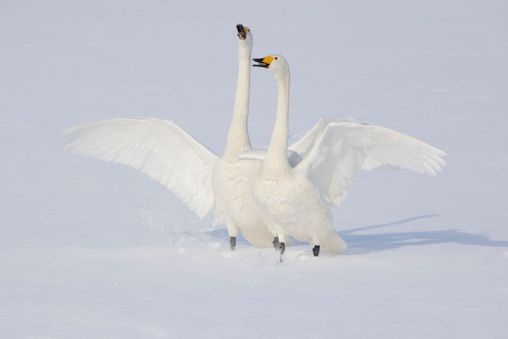 Safe Landing Rejoiced