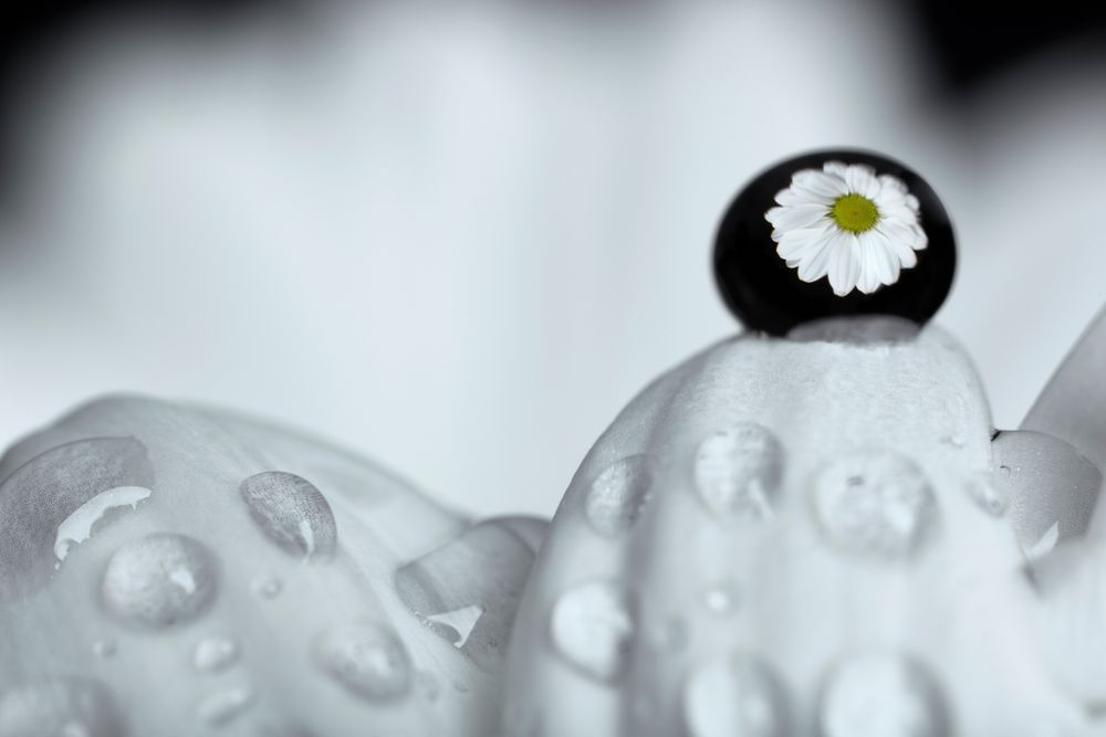 Flower in Droplet #4 (2.4X)