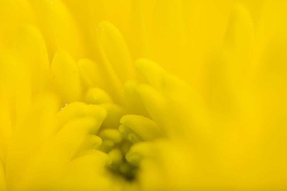 Mbp Flower Power 20210225 R512669 Photography Art | Martin Bailey Photography K.K.