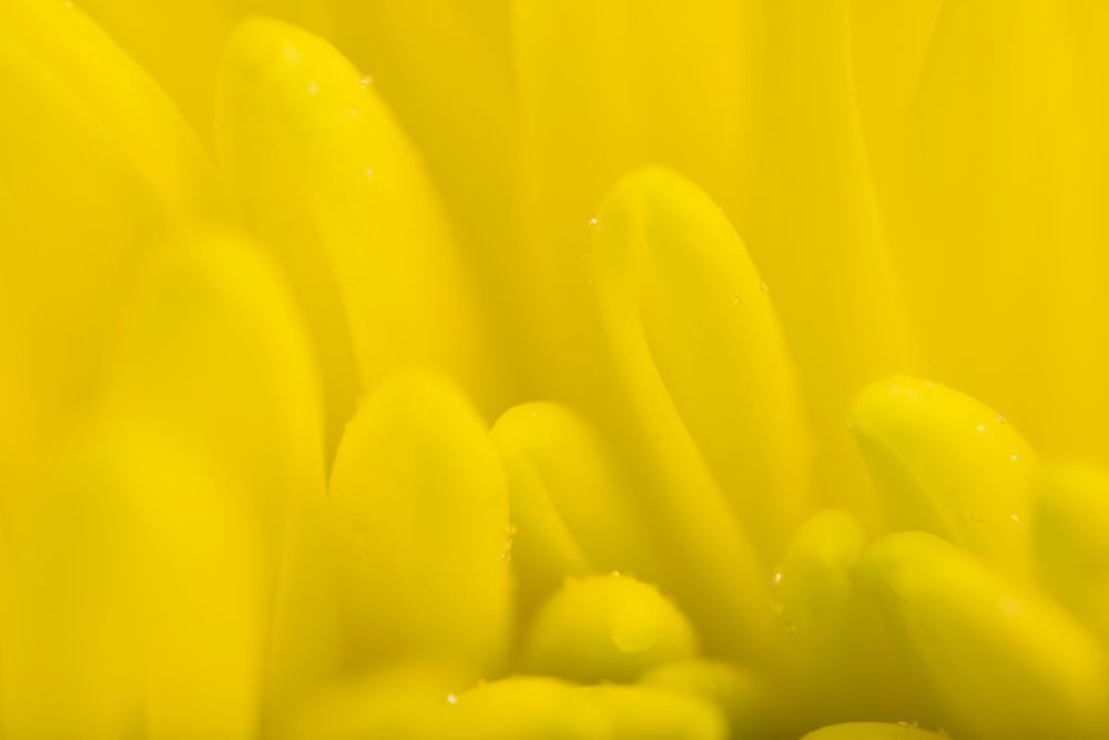 5X Magnification - 2mm Depth of Field