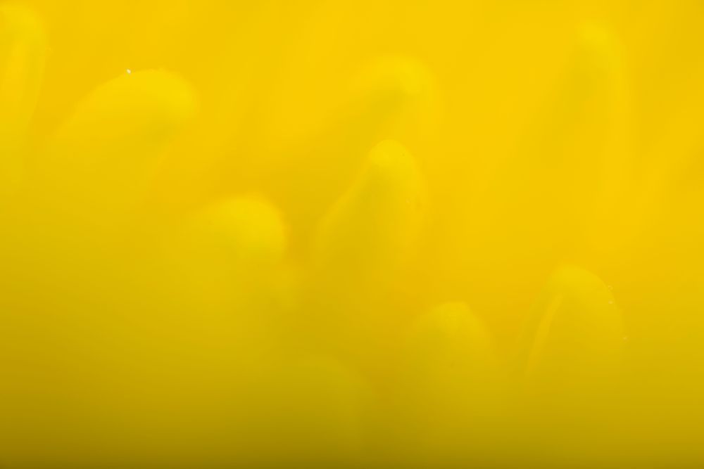 Mbp Flower Power 20210225 R512681 Photography Art | Martin Bailey Photography K.K.