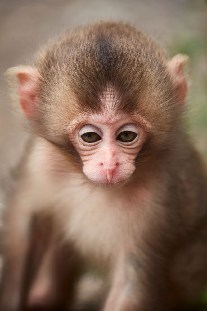 Drowsy Six Week Old Snow Monkey