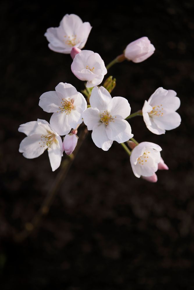 Mbp Sakura 20210327  R513205 Photography Art | Martin Bailey Photography K.K.