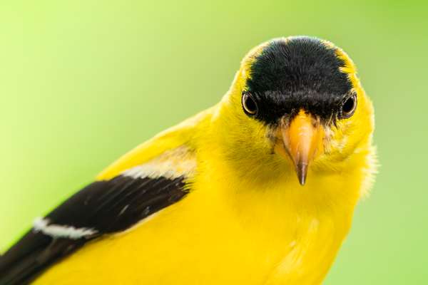 Blaze Of Yellow Photography Art | Spielman Photography