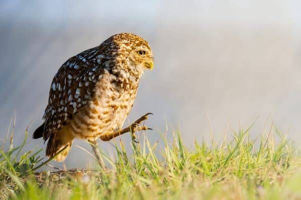Burrowing Owl | Excuse Me, Pardon Me Photography Art | Spielman Photography