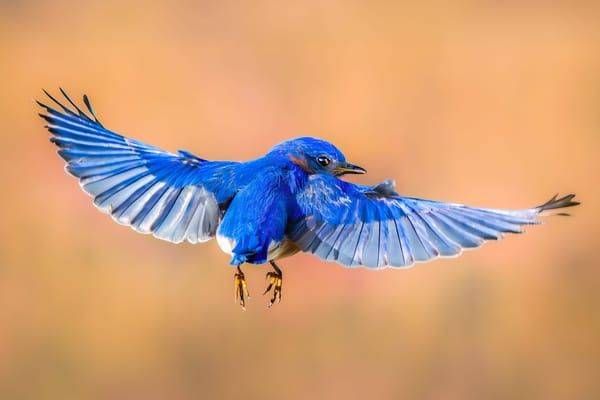 Eastern Bluebird | Blue Unleashed Photography Art | Spielman Photography