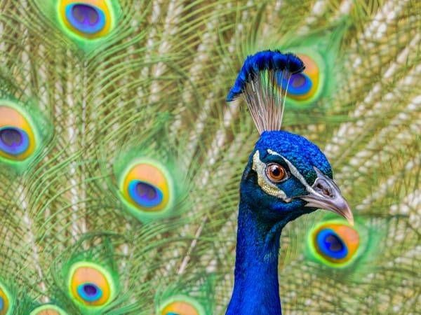 Peacock | A Thousand Eyes Photography Art | Spielman Photography