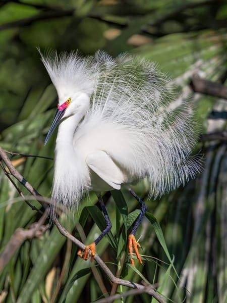 Snowy Egret | Love In Full Display Photography Art | Spielman Photography