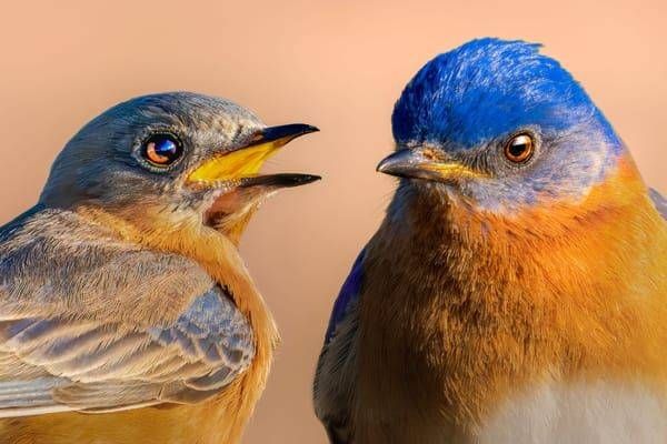 Nature's Lovers Series: Bluebird Edition Photography Art | Spielman Photography
