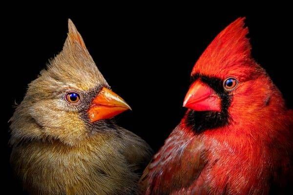 Nature's Lovers Series: Cardinal Edition Photography Art | Spielman Photography
