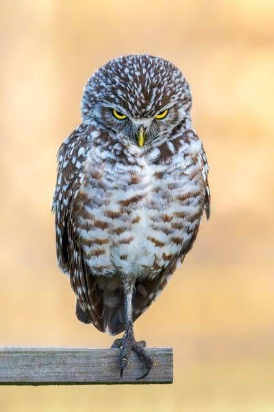 Burrowing Owl | Keeper Of Lost Hours Photography Art | Spielman Photography