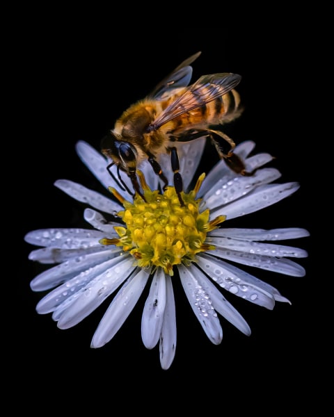 Bee On Black - Macro Photography of a Pollinator
