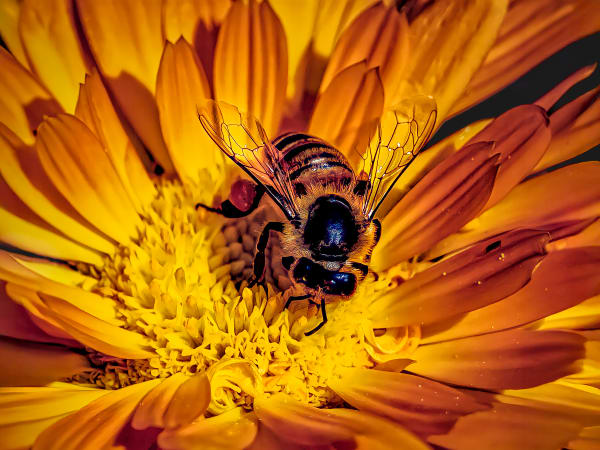 Bee On Orange - Macro Photography of Pollination