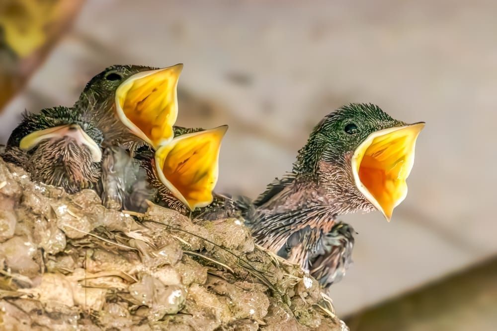 Hungry Hearts - Captivating Wildlife Photography