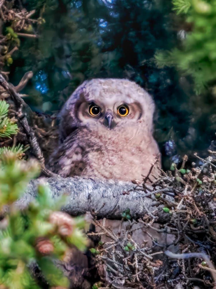 Enigmatic Gaze: The Young Owl - Wildlife Photography