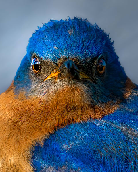 Azure Encounter - Vibrant Bird Close-Up Photography