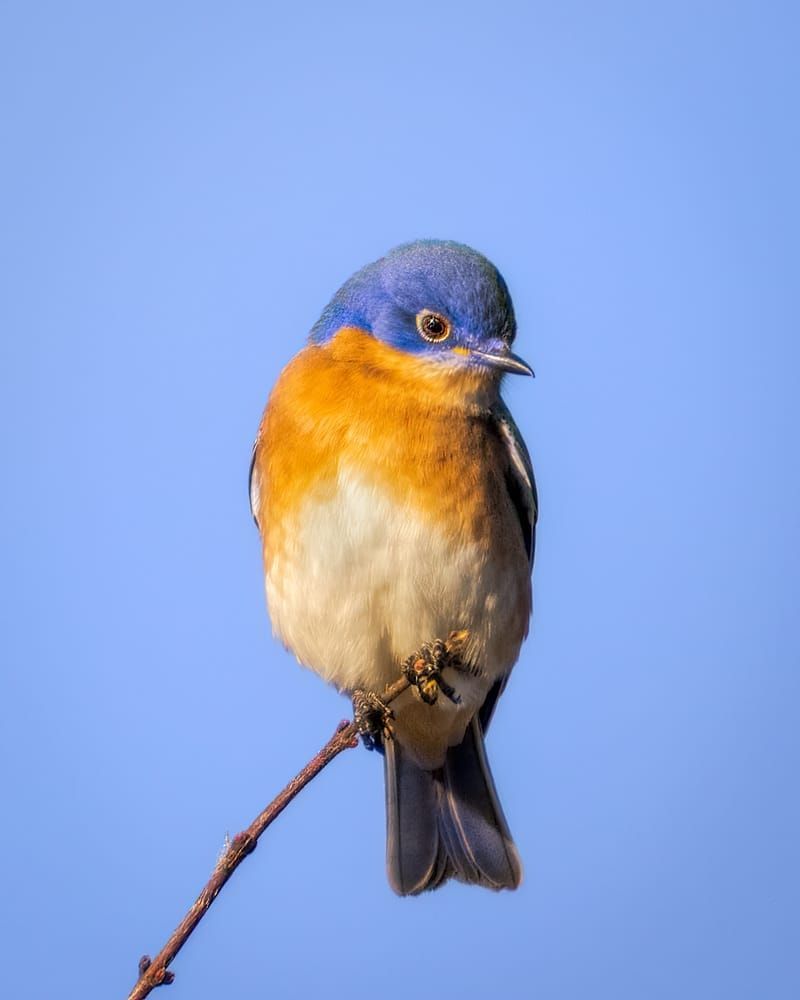 Blue Horizon - Vibrant Wildlife Photography | Eastern Bluebird