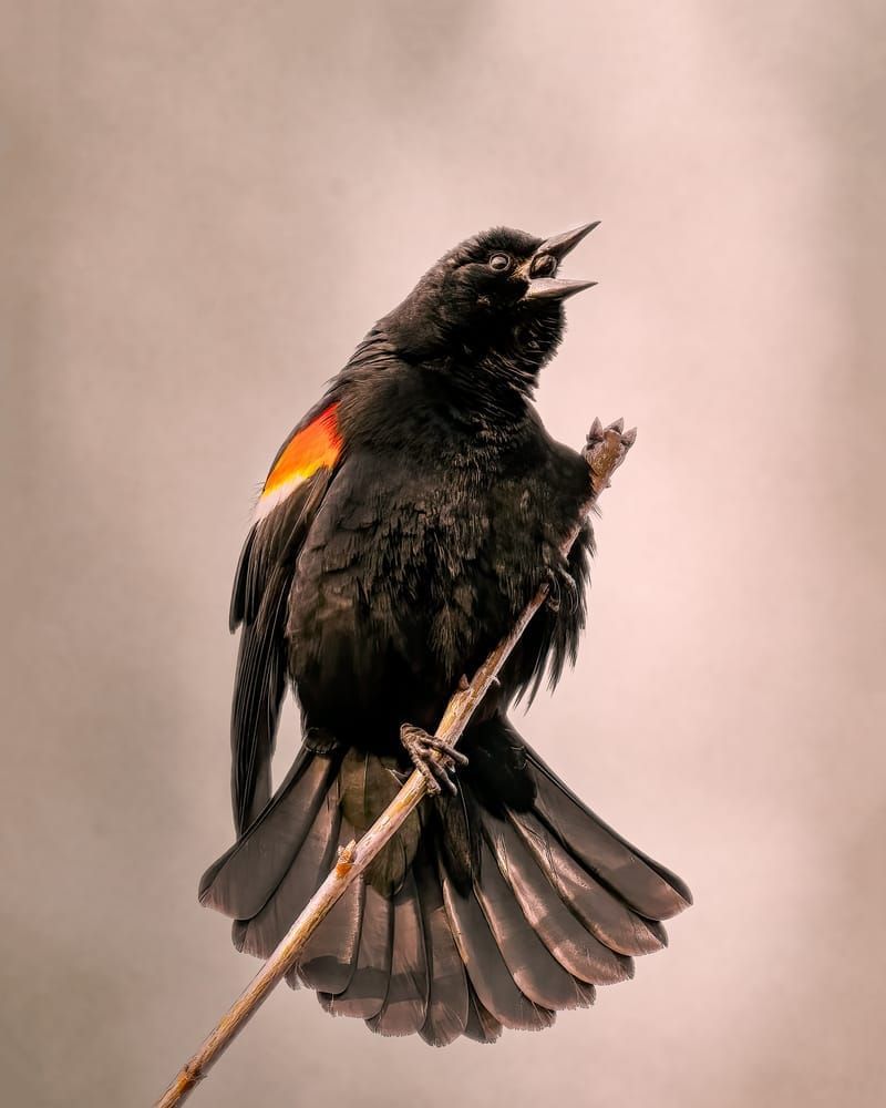 The Vocal Performer - Vibrant Bird Photography