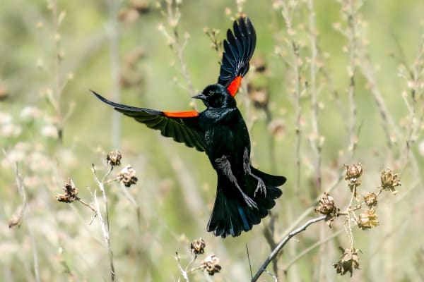 Vibrant Bird in Flight - Wildlife Photography Artwork | Red-Winged Blackbird