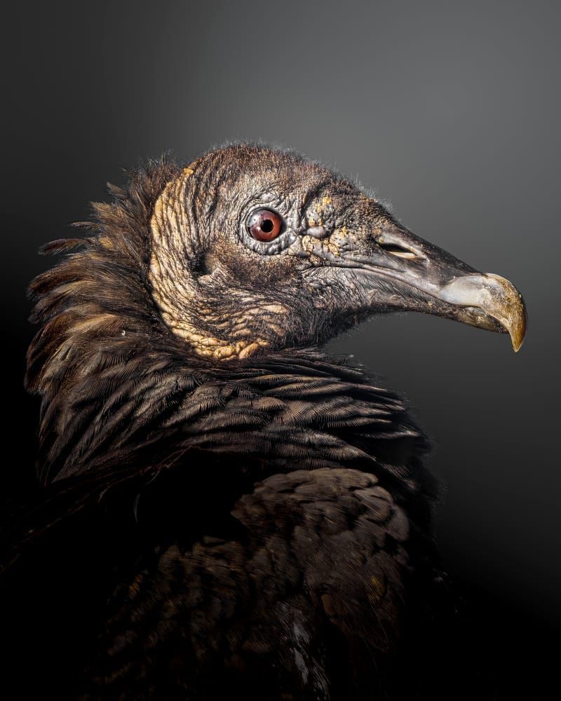 Shadowed Elegance: Vulture Portrait Photography