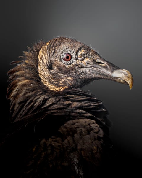 Shadowed Elegance: Vulture Portrait Photography