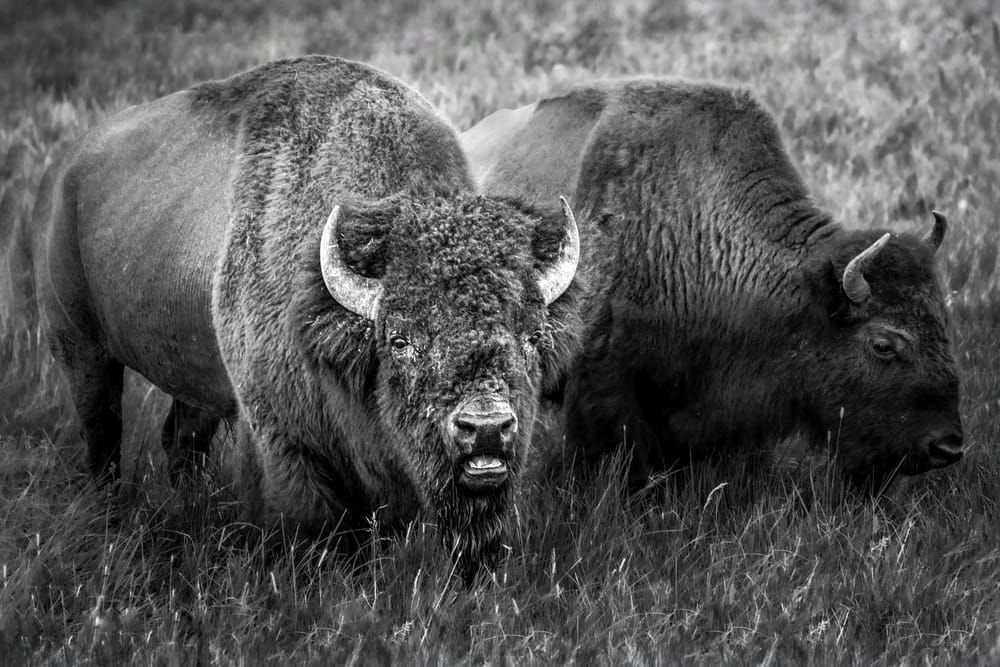 Untamed Spirit: Black-and-White Bison Photography