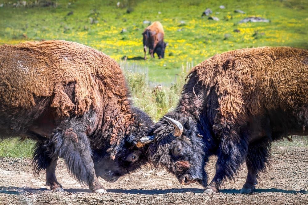Clash of Titans - Bison Conflict Photography